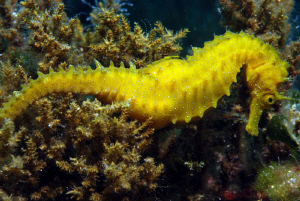 Seahorse Gangaro South by Andy Kutsch 